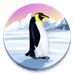 CodyCross → Antarctica